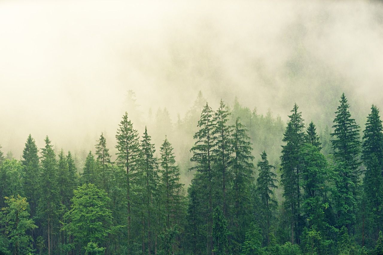 BSTK Basotik Fundazioa organiza una reunión informativa para las personas propietarias forestales de la comarca